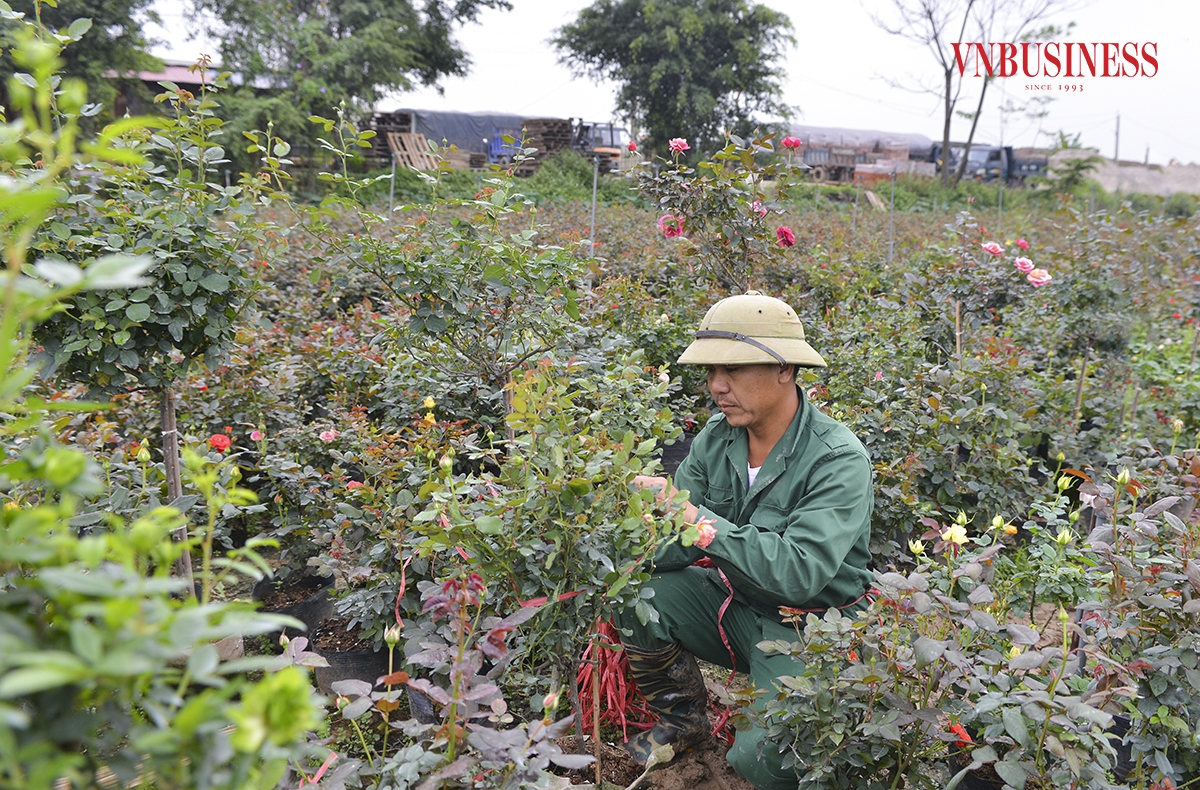 Những công đoạn cắt, tỉa đòi hỏi phải có kỹ thuật, có kinh nghiệm trong việc chăm sóc hoa mới có thể ép hoa nở theo ý. Bởi vậy, việc người nông dân thức khuya, dậy sớm để chăm sóc hoa đã trở thành một thói quen của người dân nơi đây.