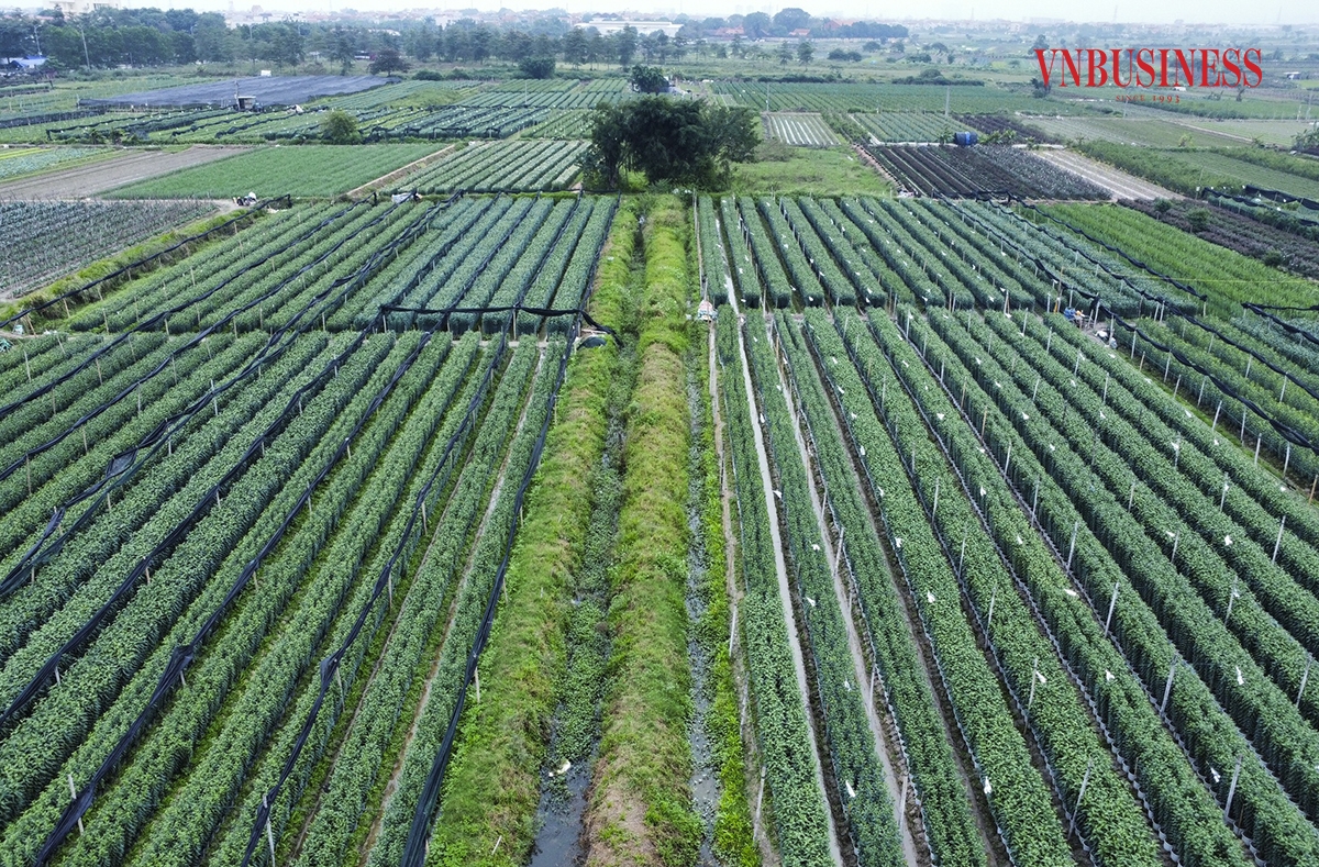 Với diện tích vùng trồng hơn 600 ha trồng hoa các loại, huyện Mê Linh &lpar;Hà Nội&rpar; được biết đến là một trong những vựa hoa lớn nhất Thủ đô. Nơi đây chủ yếu trồng các loại hoa như hoa hồng, hoa cúc, hoa ly,... Phạm Hòa