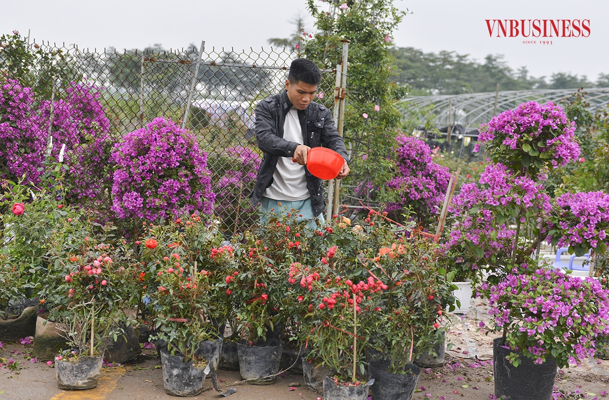 Để đảm bảo việc kịp thời cung ứng phục vụ người dân chơi hoa dịp Tết, hiện nay các nhà vườn ở huyện Mê Linh đang tất bật chuẩn bị những công đoạn cuối cùng để đưa hoa ra thị trường, phục vụ Tết.