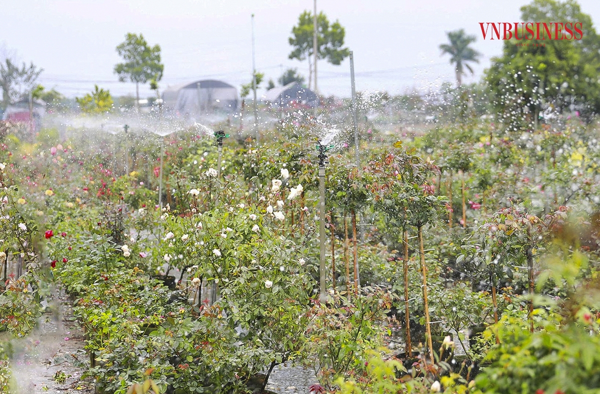 Nhiều nhà vườn đã trang bị hệ thống tưới nước tự động nhằm tăng năng suất lao động.