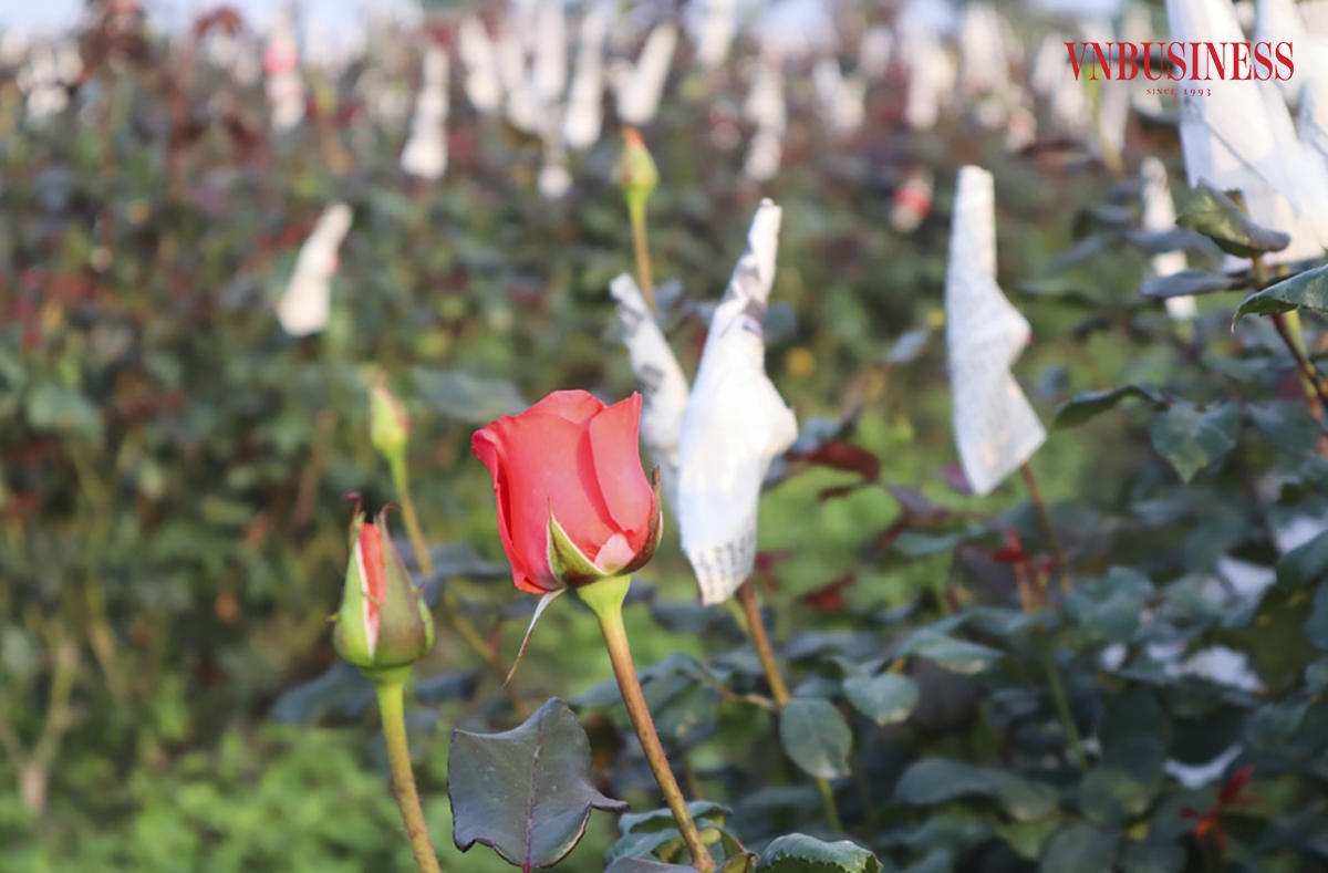 Vài năm trở lại đây, người trồng hoa đã trồng thêm nhiều chủng loại hoa mới, với những mẫu mã hình thức khác nhau đáp ứng xu thế của thị trường như: hoa hồng Pháp, hoa hồng Hà Lan, hoa hồng Thái Lan…