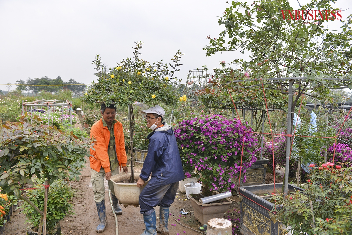 Thời điểm này đã có rất nhiều thương lái và khách hàng từ nhiều nơi đến xem hoa để lựa chọn nhập hàng bán Tết.
