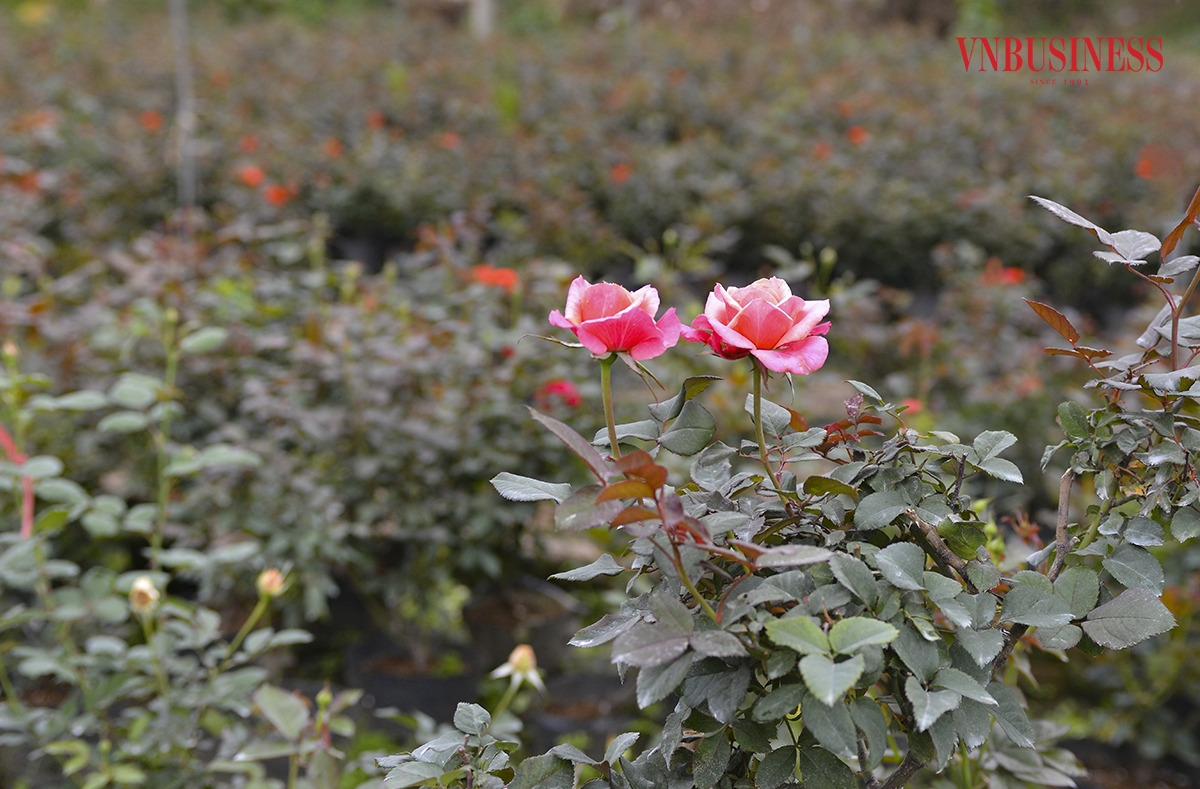 Một số chủ vườn cho biết, tuy giá hoa năm nay, nhất là hoa hồng không có biến động nhiều so với năm trước, nhưng trước Tết khoảng 2 tháng, phần lớn các nhà vườn đã có khách đến đặt cọc trước.
