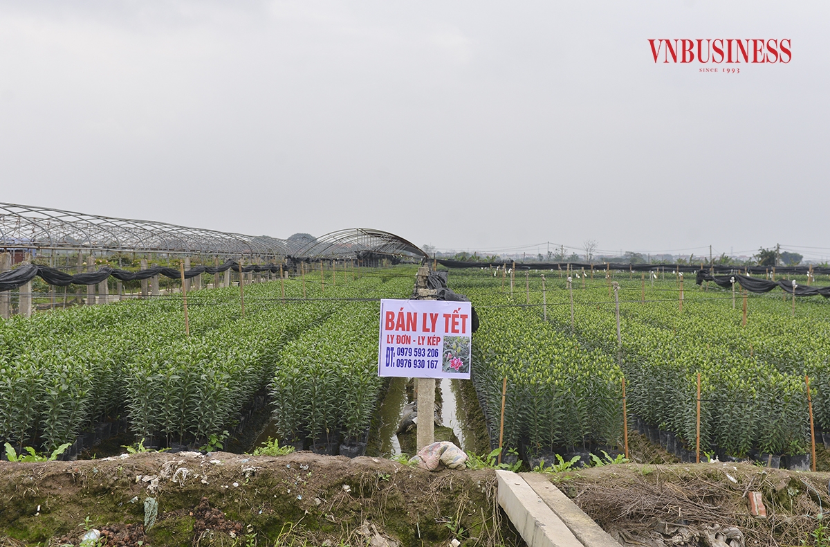 Huyện Mê Linh cũng là vùng chuyên canh hoa ly với những thửa ruộng trải dài bạt ngàn. hoa Ly vụ Tết cũng được người nông dân chăm bón kỹ lưỡng, kỳ vọng một năm được mùa, được giá.