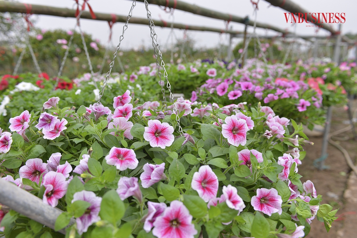 Những chậu hoa được nhà vườn chăm sóc tỉ mỉ, sẵn sàng cho thu hoạch dịp sát Tết.