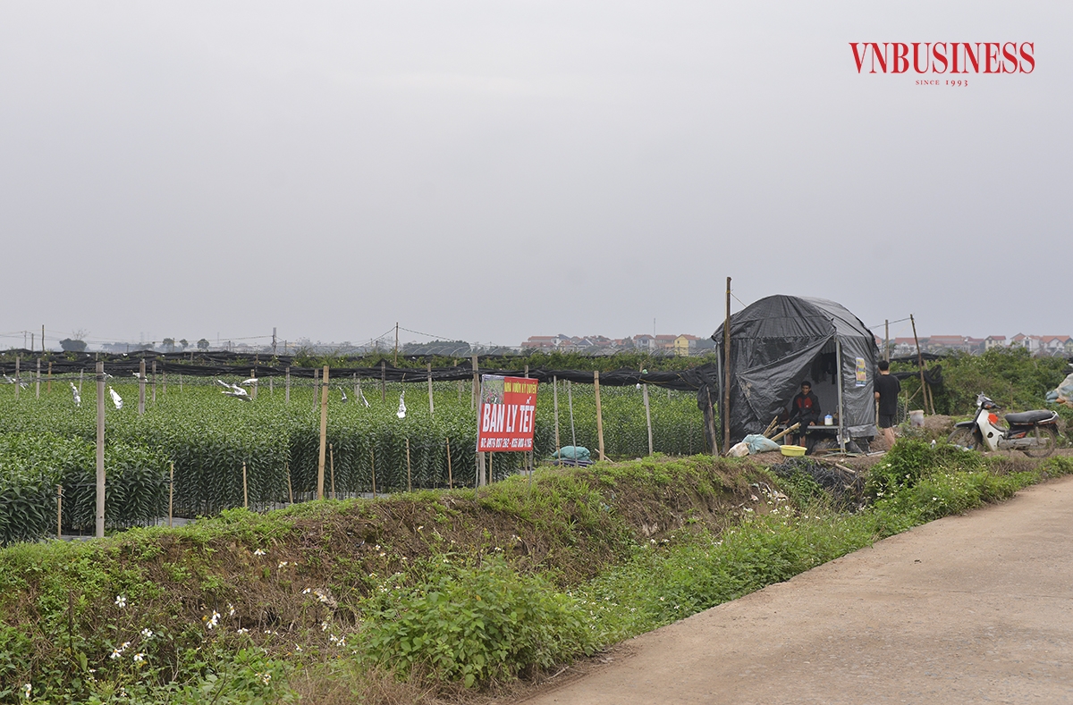 Phần lớn các nhà vườn phải thực hiện dựng lều bạt tạm thời để tiện cho việc thực hiện chăm sóc, bán hàng cũng như hạn chế thấp những những rủi ro có thể xảy ra.