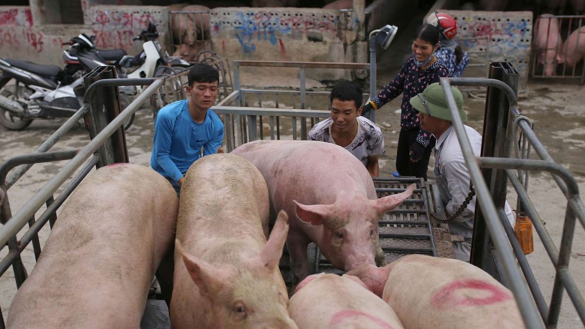 Giá heo hơi nóng từng ngày theo Tết Nguyên đán