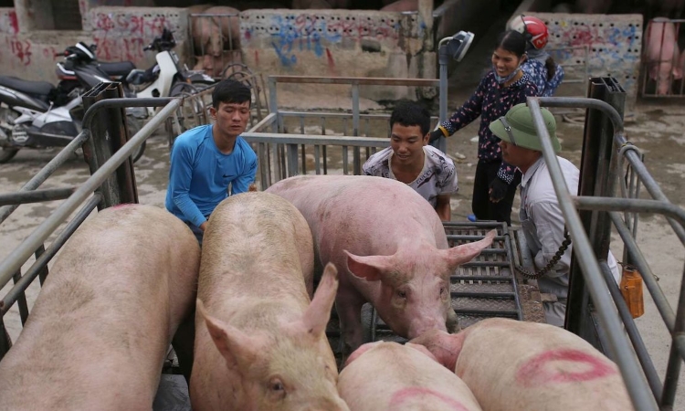 Giá heo hơi nóng từng ngày theo Tết Nguyên đán