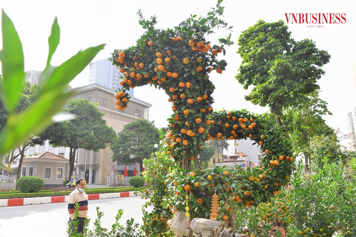 Sau gần 10 ngày bày bán đã có rất nhiều khách hàng ghé tới tham quan và hỏi thuê mua, tuy nhiên vẫn chưa được giá. “Tôi vẫn đang đợi những khách hàng có thiện chí, thực sự yêu cây và chi trả một số tiền xứng đáng với công sức và tâm huyết của mình thì sẽ bán.” Anh Đức Anh cho biết.