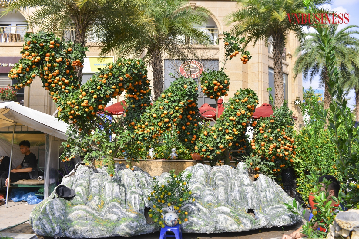 Hiện tại, quầy cây cảnh mà anh Đức Anh đang bày bán ngoài cặp quất “Long vân gặp hội” còn 1 sản phẩm quất hình rồng khác đang được bày bán với mức giá 200 triệu đồng.