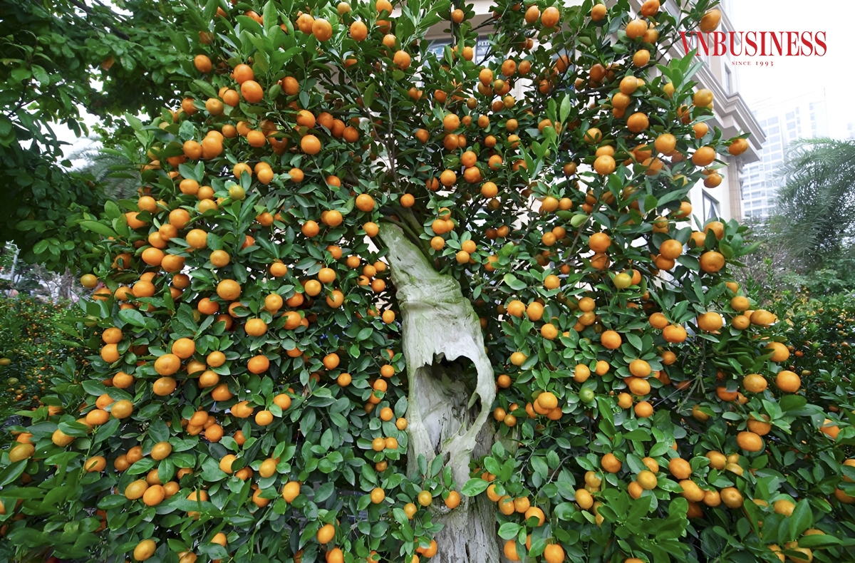 Ngoài sản phẩm quất thế với nhiều kiểu dáng đẹp, độc và lạ mắt thì quất ép gỗ lũa vẫn được nhà vườn duy trì theo các năm, giá rao bán lên tới hàng chục triệu đồng. Phạm Hòa