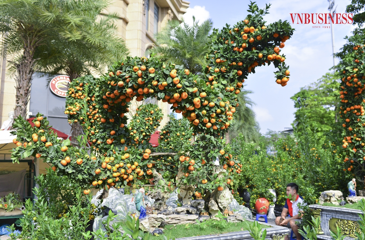 Để chuẩn bị cho dịp Tết Nguyên đán năm nay, một nhà vườn trồng cây cảnh ở Văn Giang &lpar;Hưng Yên&rpar; đã cho ra mắt cặp quất cảnh tạo hình rồng độc đáo, hiện đang được bày bán tại đường Lạc Long Quân.