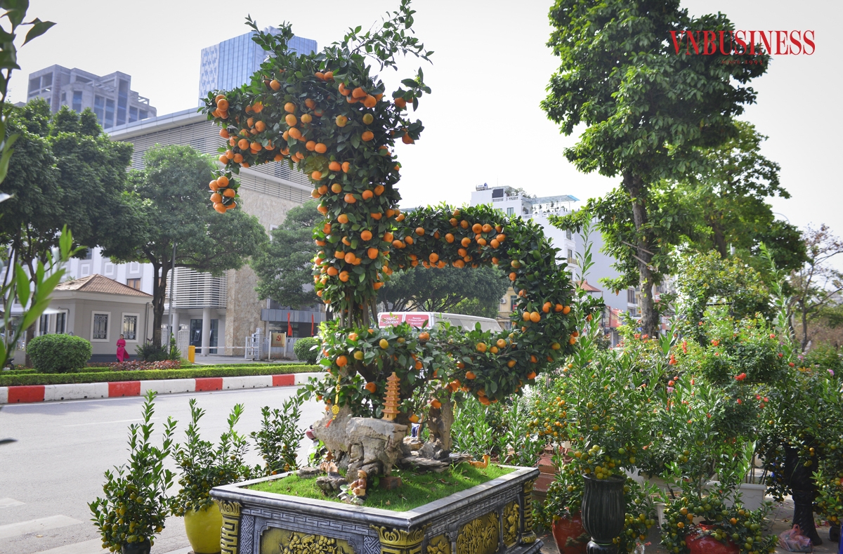 Anh Đức Anh, người trực tiếp bán những sản phẩm cây cảnh độc đáo này chia sẻ: “Để cho ra dáng rồng trên cây quất như hiện tại phải mất khoảng 3-5 năm cho việc chăm sóc, tạo hình. Việc uốn cây thành hình rồng đã khó, nhưng tạo cho chúng có hồn lại càng khó hơn”.