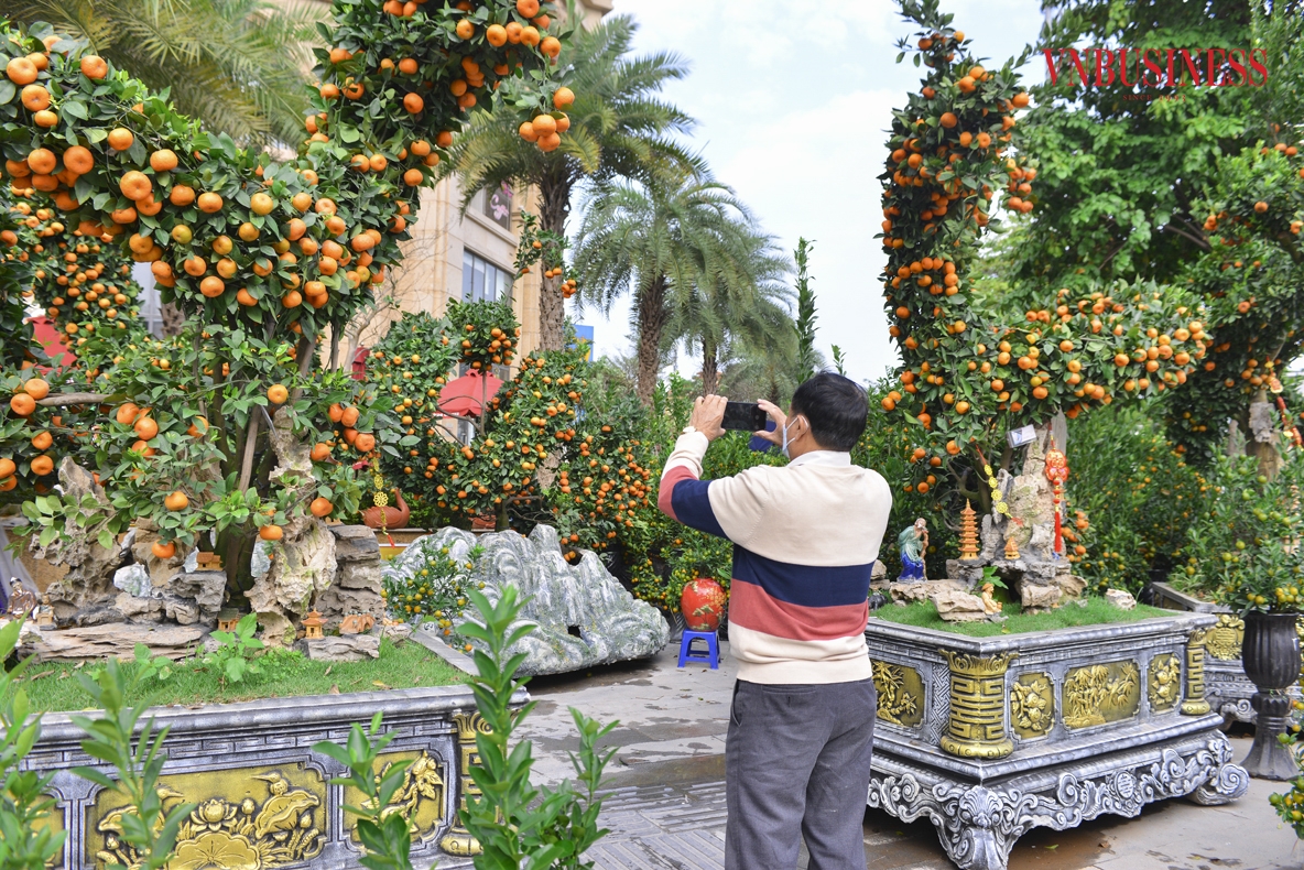 “Tranh thủ thời gian rảnh rỗi tôi đi chọn quất cho gia đình chơi Tết năm nay, thấy đôi quất hình rồng này quá ấn tượng, nên xin chụp kiểu ảnh và ngắm nghía sự tinh tế, công phu của sản phẩm này.” - Ông Lê Quốc Dũng &lpar;Ba Đình, Hà Nội&rpar; trầm trồ chia sẻ.