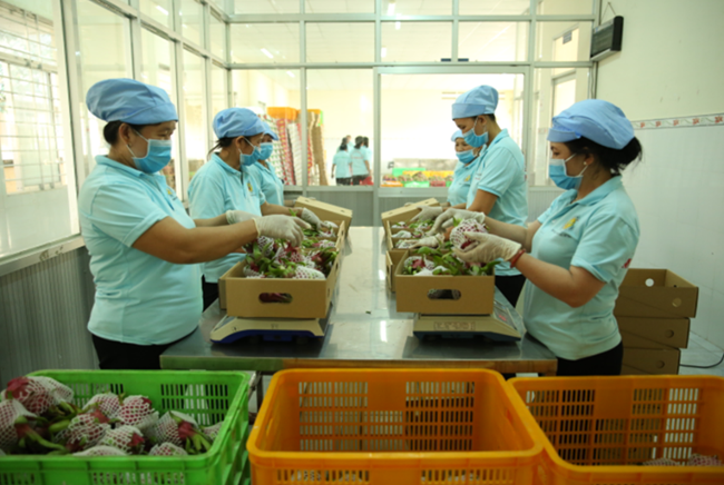 HTX Mỹ Tịnh An sơ chế, đóng gói thanh long xuất khẩu theo hợp đồng.