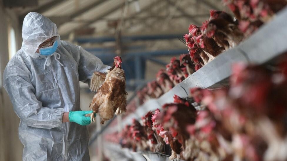 Trung Quốc đồng ý xem xét bỏ lệnh cấm nhập khẩu gia cầm từ Việt Nam.