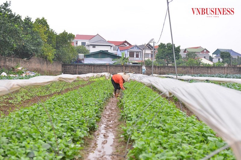 HTX có vùng trồng rau sạch rộng khoảng 25ha, cung cấp nguyên liệu cho hoạt động sản xuất.