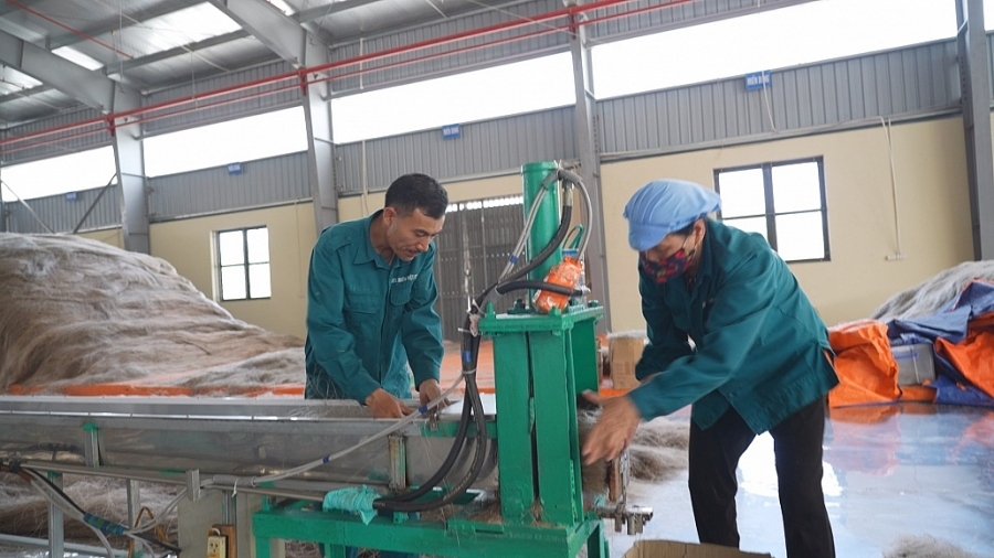 Tiếp cận chính sách hỗ trợ giúp HTX Việt Cường chuẩn hóa quy trình sản xuất.