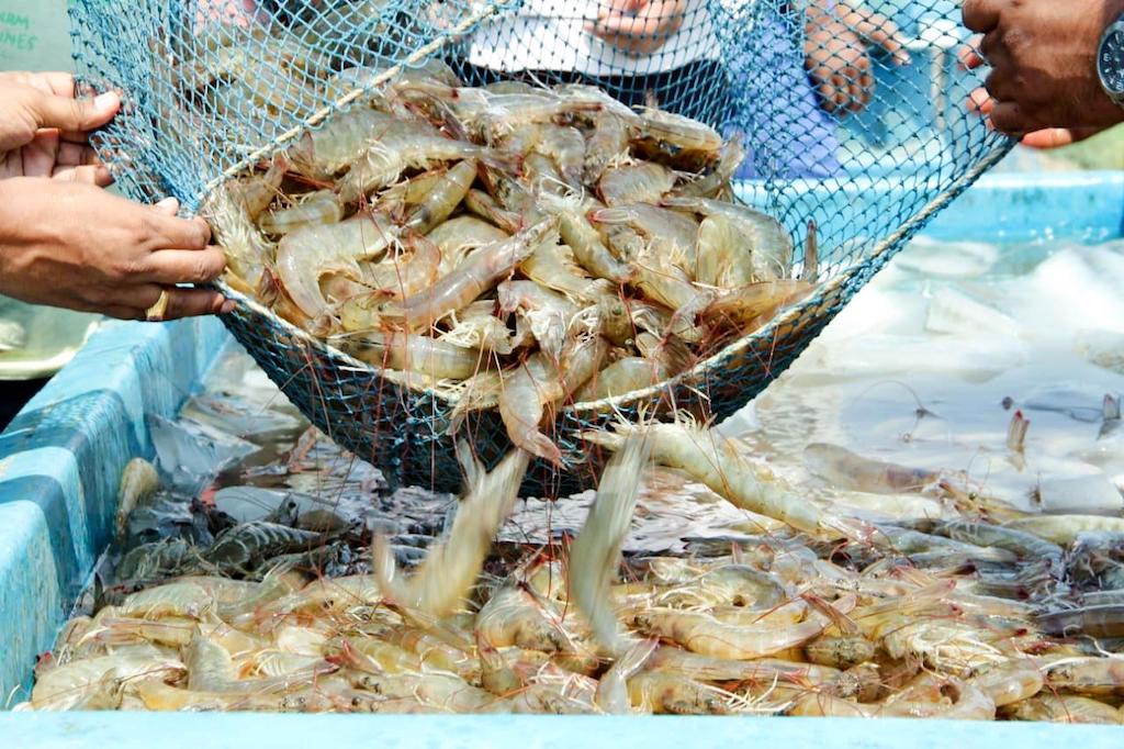 Xuất khẩu tôm của Việt Nam vào Mỹ trong năm 2024 đang đứng trước mối lo điều tra chống trợ cấp.