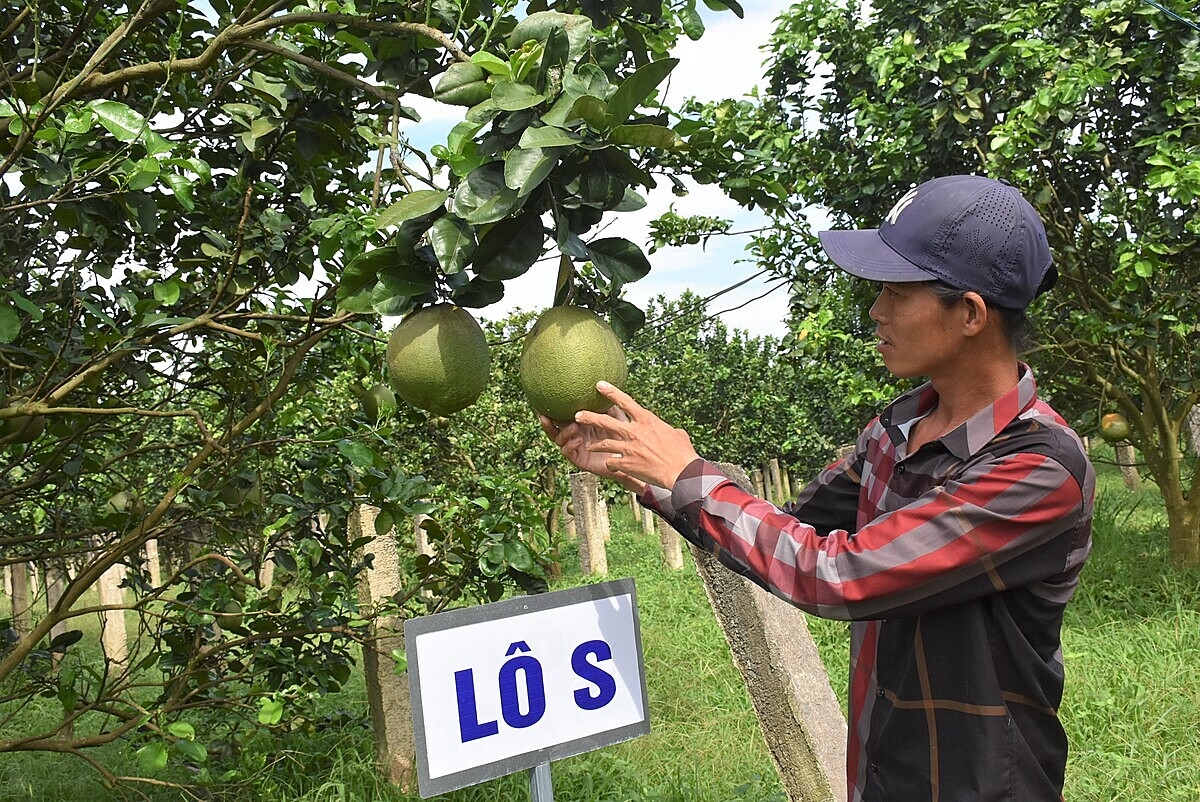 Nhiều HTX sẵn sàng đáp ứng các tiêu chuẩn quốc tế để phục vụ xuất khẩu.