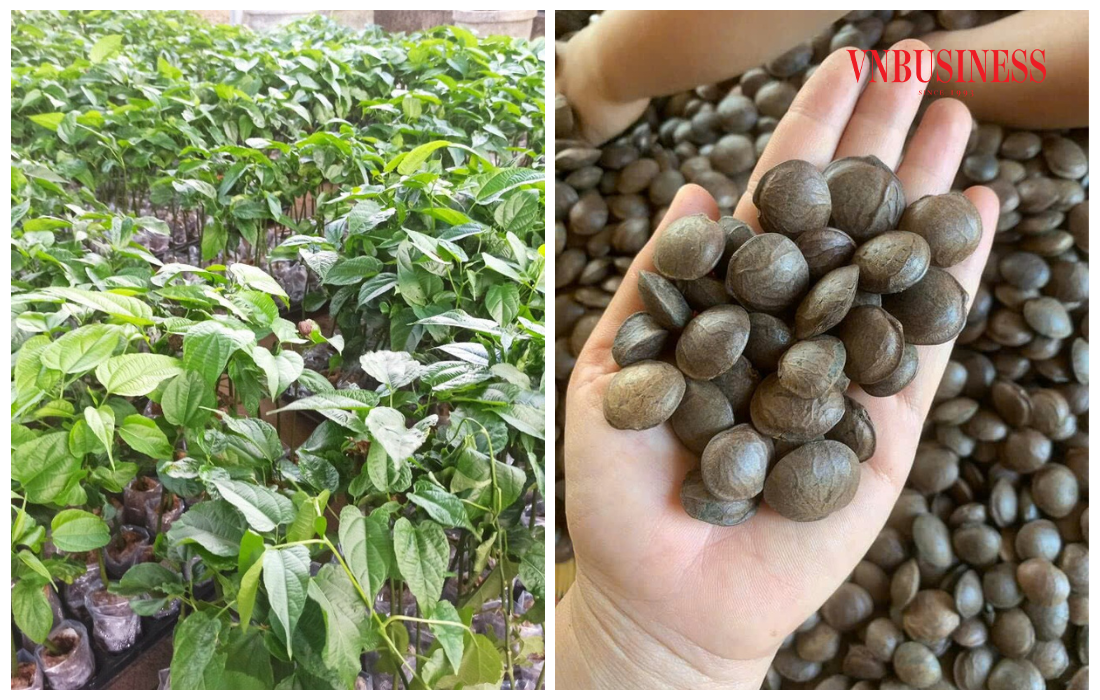 Do có hàm lượng dinh dưỡng đặc biệt cao và tốt cho sức khỏe, Sachi được gọi là vua của các loại hạt.