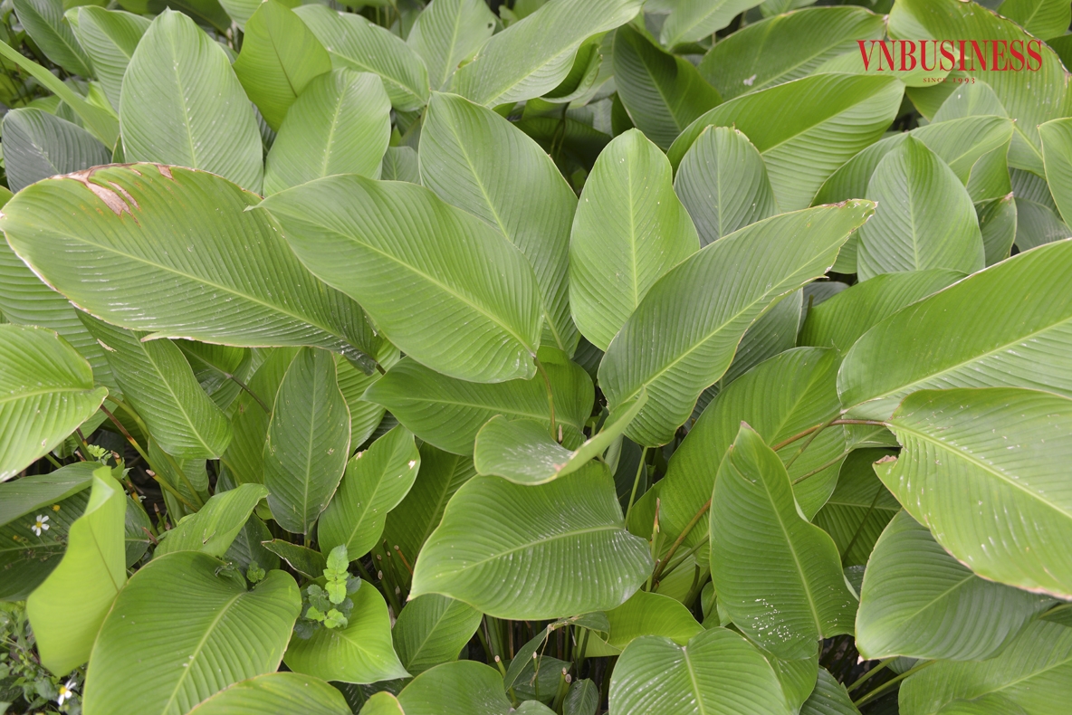 Thôn Tràng Cát nằm ven sông Đáy, cách trung tâm Hà Nội khoảng 30 km, nơi đây được coi là thủ phủ của nghề trồng lá dong gói bánh chưng truyền thống.