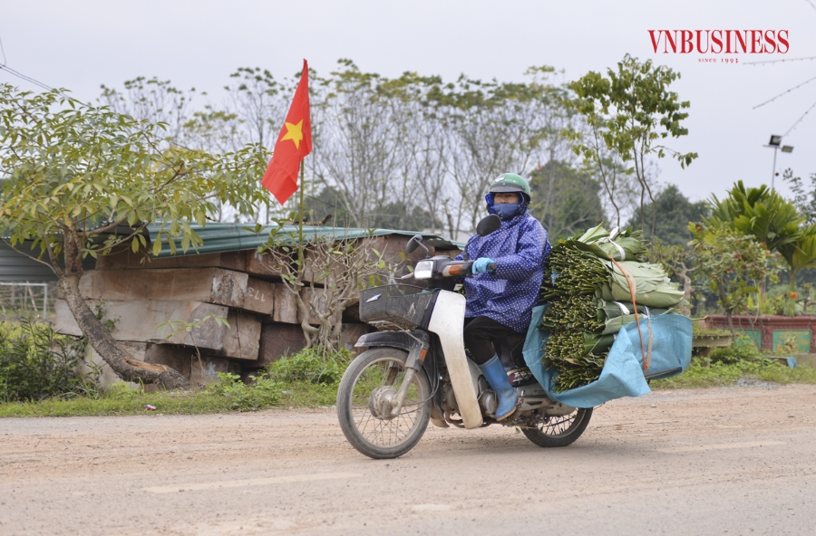 Từng chiếc xe chở đầy ắp lá dong được các thương lái vận chuyển cung cấp ra thị trường, phục vụ nhu cầu gói bánh chưng dịp Tết Nguyên đán Giáp Thìn 2024.
