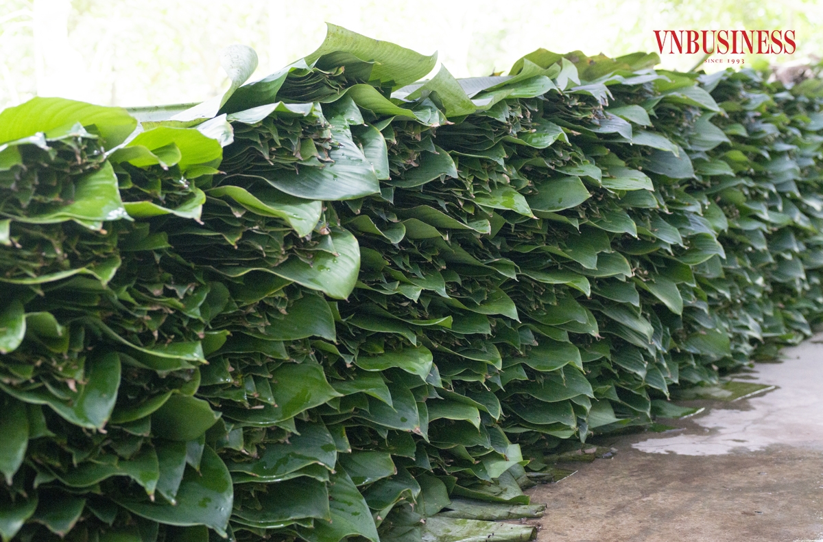 Ngoài phục vụ dịp Tết Nguyên đán, lá dong Tràng Cát còn được sử dụng quanh năm để gói các loại bánh khác, khi nhu cầu của thị trường ngày càng cao. Phạm Hòa