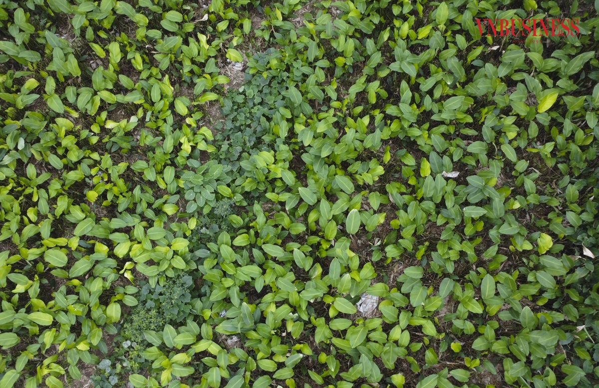 Cả thôn Tràng Cát hiện có khoảng 70 mẫu trồng lá dong, gia đình nào trồng nhiều thì khoảng 5-6 sào, ít thì 1-2 sào và được chăm bón chủ yếu là phân hữu cơ, không sử dụng các loại phân bón hóa học.