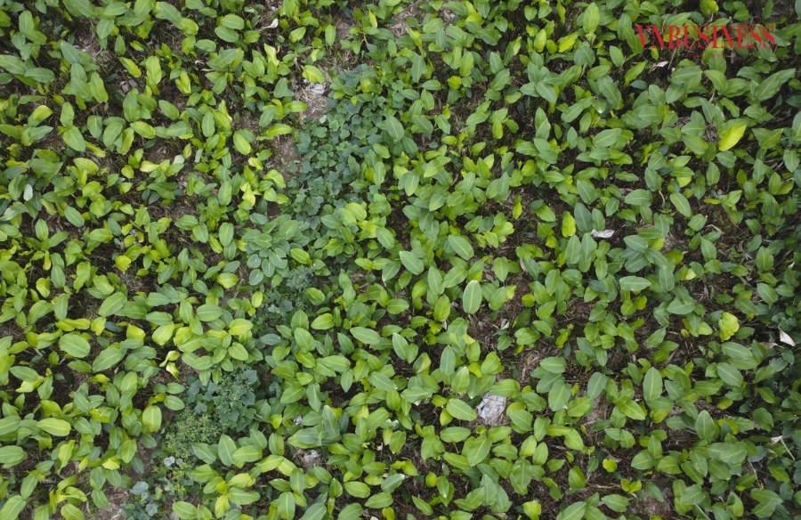 Cả thôn Tràng Cát hiện có khoảng 70 mẫu trồng lá dong, gia đình nào trồng nhiều thì khoảng 5-6 sào, ít thì 1-2 sào và được chăm bón chủ yếu là phân hữu cơ, không sử dụng các loại phân bón hóa học.