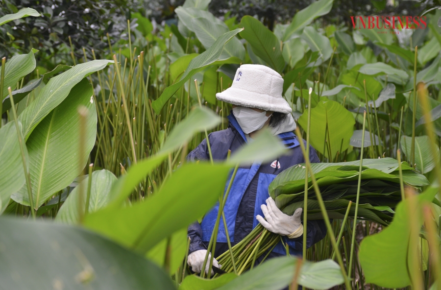 Người dân hối hả thu hoạch lá dong và được ví như trồng những viên ngọc xanh, cứ đến mùa hái lá đếm tiền.