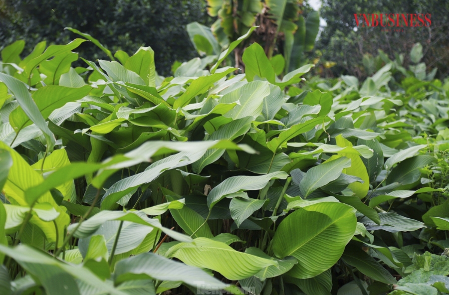 Lá dong Tràng Cát được nhiều người yêu thích bởi có bề mặt rộng, xanh, mỏng và dẻo hơn cả lá dong rừng, khi luộc bánh chưng sẽ cho màu rất xanh và đẹp mắt. Do đó, lá dong của thôn luôn có giá cao hơn các loại khác trên thị trường.