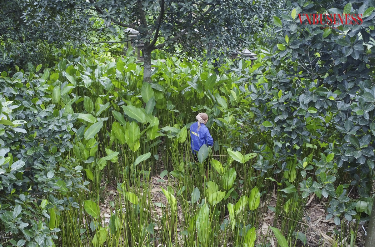 Theo người dân thôn Tràng Cát, việc chuyên canh trồng cây dong lấy lá là nghề truyền thống của người dân từ lúc khai hoang lập làng đến nay.