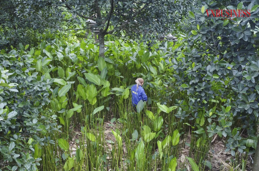 Theo người dân thôn Tràng Cát, việc chuyên canh trồng cây dong lấy lá là nghề truyền thống của người dân từ lúc khai hoang lập làng đến nay.