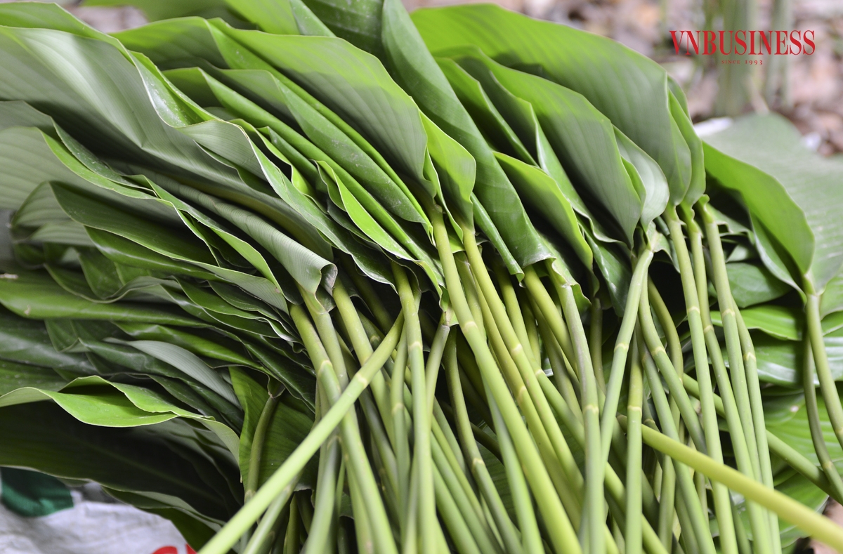 Cây dong khá dễ trồng, không quá kén chọn đất, một năm cho khoảng 3 đến 4 lần cắt bán, sau mỗi lần cắt thì lại ra lứa lá tiếp theo.