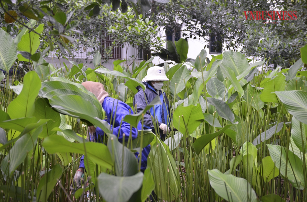 Năm nay, người dân thôn Tràng Cát phấn khởi bởi bán được giá cao hơn so với năm ngoái. Nhiều gia đình phải thuê người cắt lá dong để kịp bán dịp Tết.