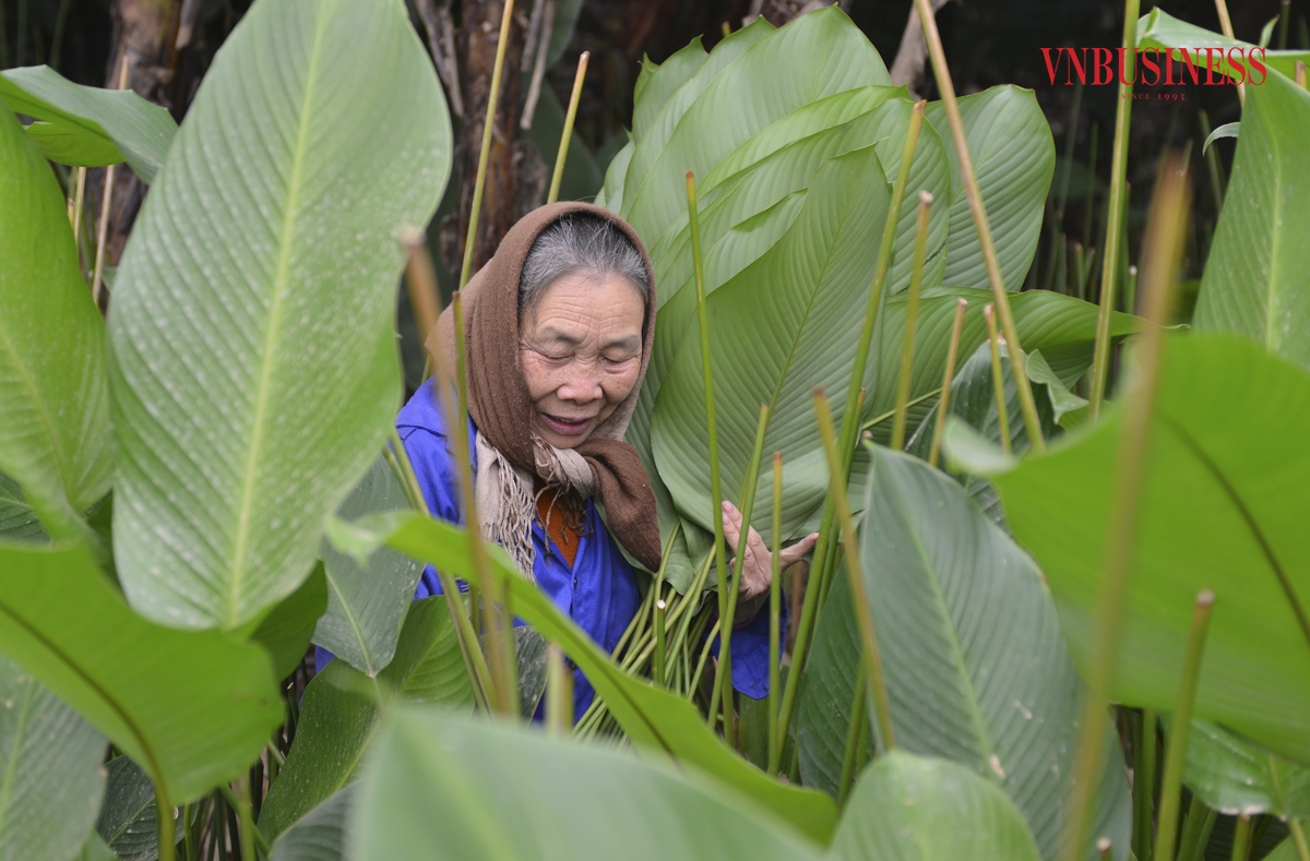 Chia sẻ với phóng viên VnBusiness, bà Nguyễn Thị Xuyến, người trồng lá dong thôn Tràng Cát cho biết: “Mỗi bó lá dong thường 50 hoặc 100 lá, được phân loại theo kích cỡ lá to, trung bình hoặc nhỏ, giá bán dao động từ 800 đồng - 2.500 đồng/lá tùy loại”.