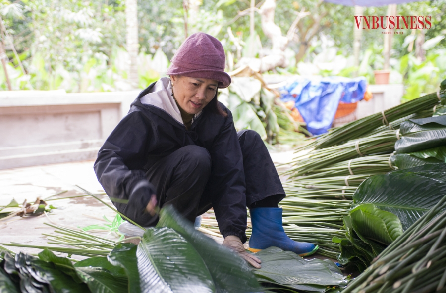 Chị Bùi Thị Tâm cho biết: “Lá dong sau khi cắt sẽ để được khoảng 20 ngày, mỗi ngày cần phải tưới một ít nước. Hiện tại, các gia đình trong thôn phần lớn là cắt lá dong ở vườn rồi về phân loại, bó thành từng bó nhỏ sau đó cung cấp ra thị trường, hoặc đổ buôn cho các thương lái.