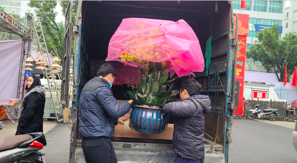 Hoa Tết đắt khách mua để trưng Tết và làm quà biếu tặng.