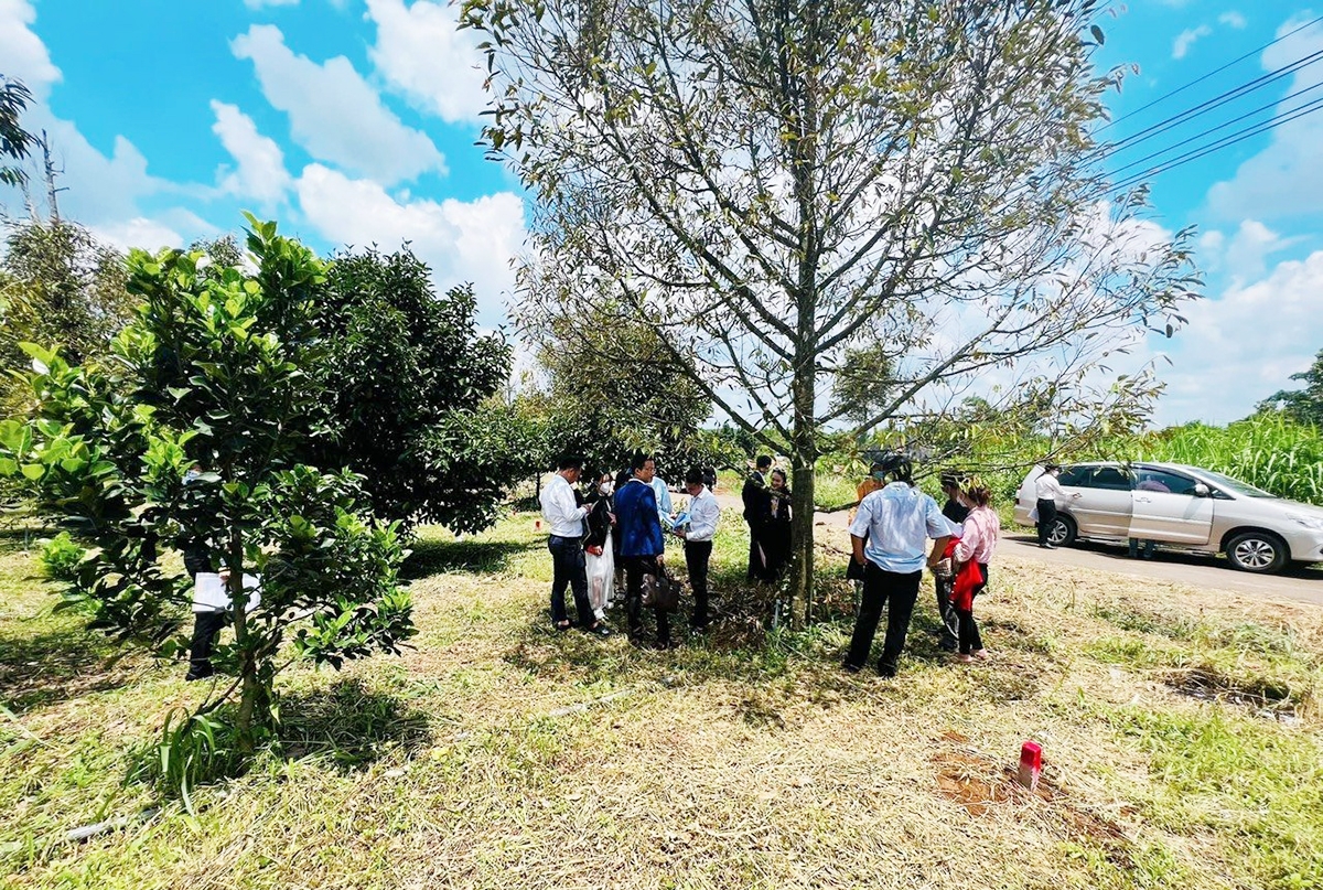 Bất động sản sầu riêng được đánh giá có tiềm năng nhưng cũng nhiều rủi ro &lpar;Ảnh minh họa: TL&rpar;.