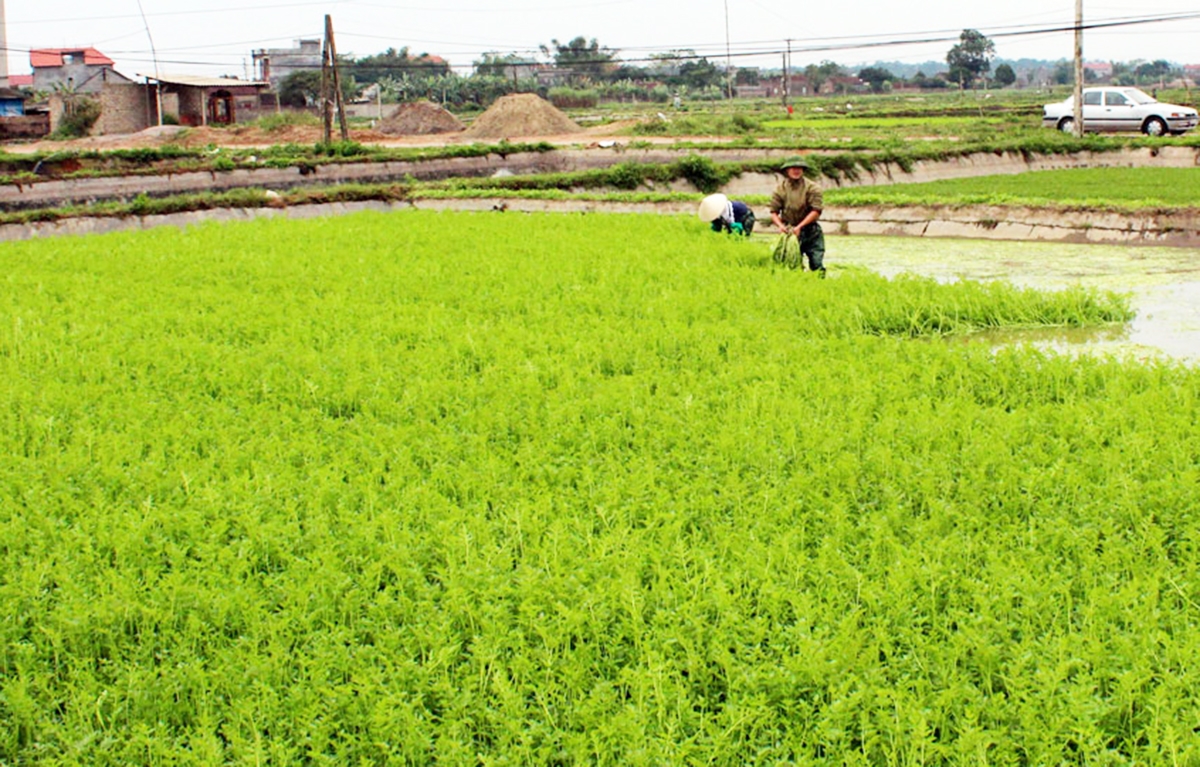 Những ngày giáp Tết Nguyên đán, mỗi ngày xã Hoàng Lương bán ra thị trường gần 150 tấn rau cần &lpar;Ảnh: BBG&rpar;.