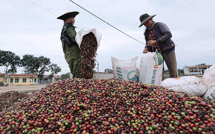 Nông dân đang găm hàng tiếp tục đợi giá lên cao.
