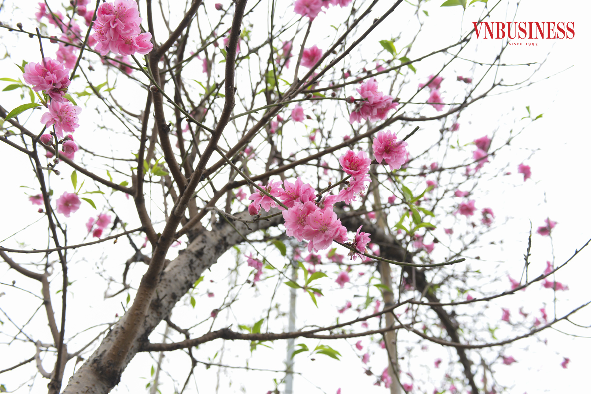 Sắc thắm của hoa đào luôn mang lại không khí ngày Tết đặc trưng ở miền Bắc. Nhật Tân vốn nổi tiếng với làng nghề trồng đào cảnh truyền thống nức tiếng từ bao đời nay, với các giống đào như: Đào bông tự, đào ta, đào thế, đào bích, đào phai… luôn thu hút người chơi.