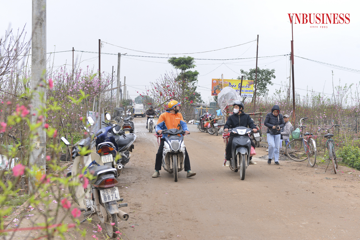 Theo ghi nhận của VnBusiness, lượng thương lái và khách đến mua, chiêm ngưỡng đào luôn đông đúc từ sáng sớm cho tới chiều muộn.