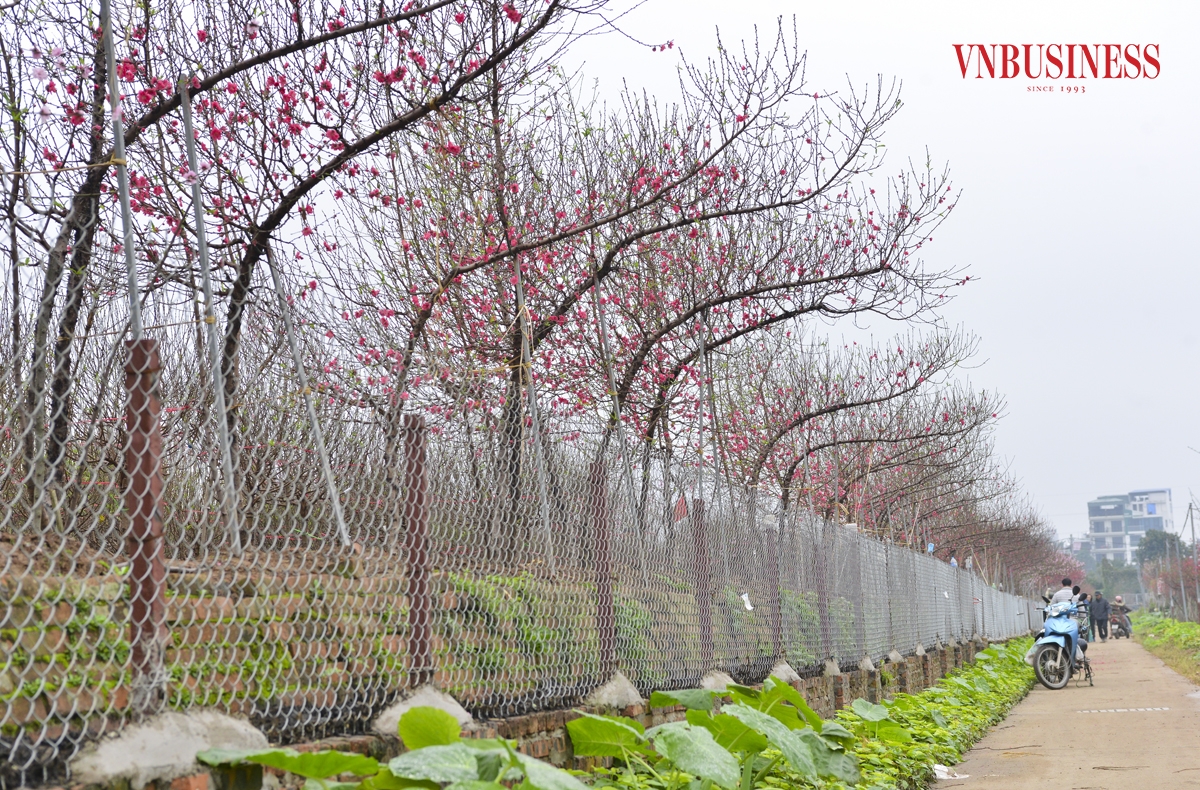 Làng Nhật Tân được bồi đắp bởi một lượng lớn phù sa từ sông Hồng nên rất thuận lợi cho việc phát triển nông nghiệp. Diện tích trồng đào tại đây lên tới 57ha, với gần 700 hộ dân gắn bó với nghề trồng đào.