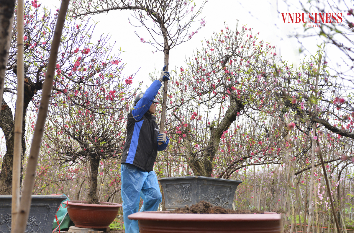 Những người trồng đào tại khu vực này luôn bận rộn với việc chặt đào và vận chuyển đến tận nhà những vị khách đã đặt mua.