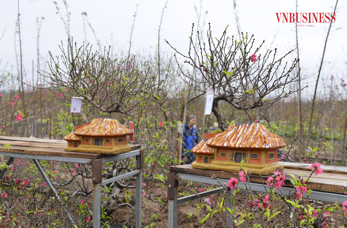 Năm nay, nhiều nhà vườn tại làng đào Nhật Tân đã tạo ra nhiều sản phẩm chơi tết mới, đủ kích cỡ từ nhỏ đến to. Chậu trồng đào cũng được nhà vườn lựa chọn nhiều mẫu từ chậu đất, chum,...đến các loại chậu xi măng tự làm.