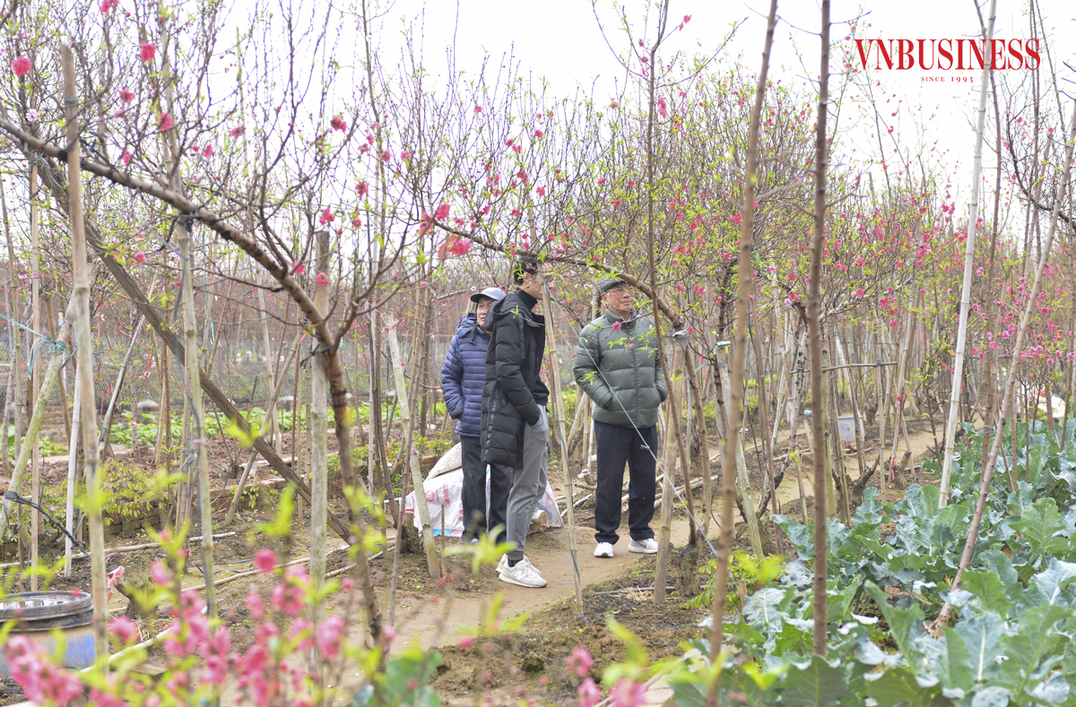 Thay vì lựa chọn đến các chợ hoa truyền thống, một số người sành chơi đã tới các nhà vườn trồng đào tại Nhật Tân để lựa chọn cho mình những cây phù hợp nhất.