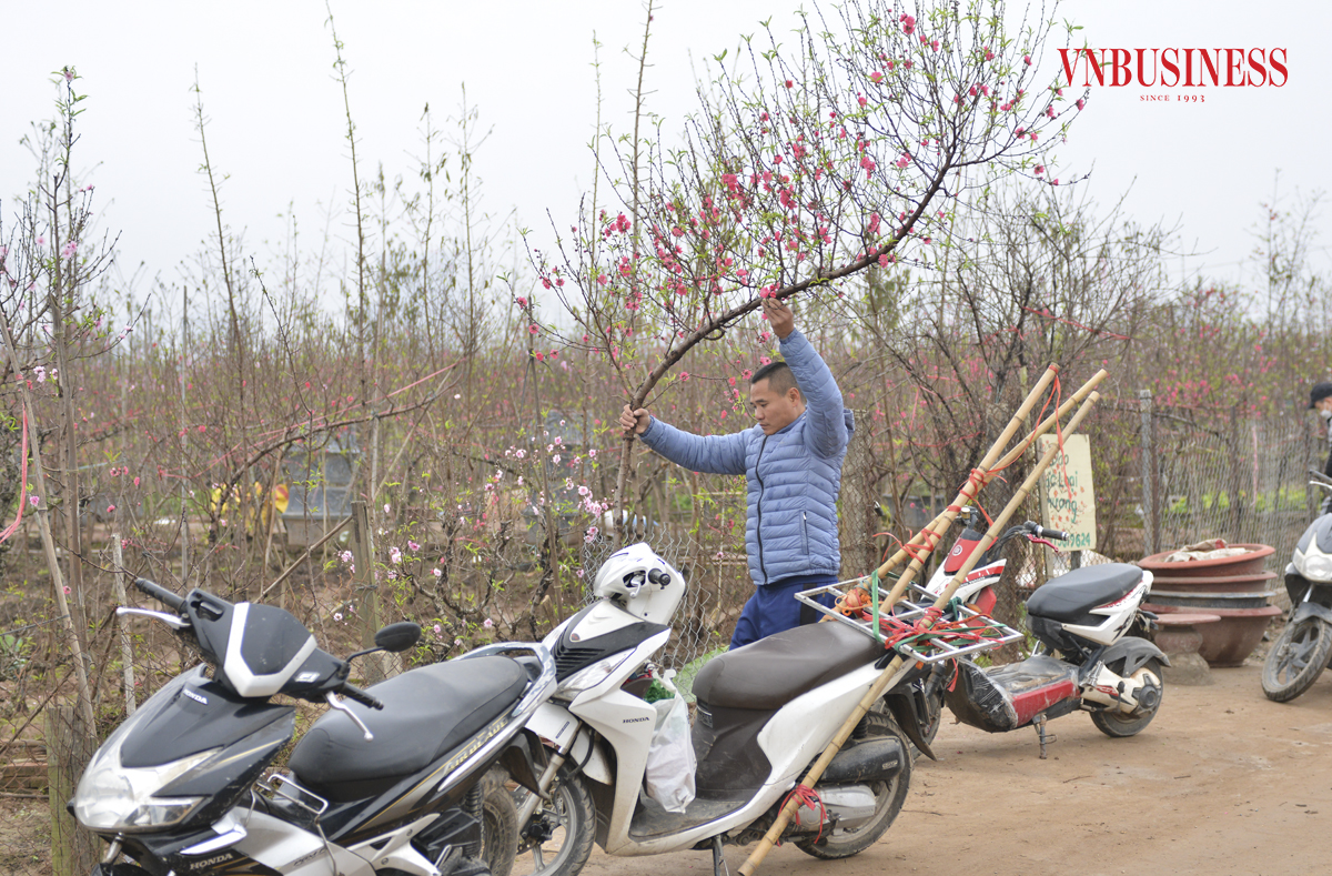 Những cành đào huyền tầm trung &lpar;cao khoảng hơn 1m - 2m&rpar; luôn là lựa chọn lý tưởng với nhiều khách hàng. Bởi nó thường có kích thước khá phù hợp với không gian nhiều ngôi nhà, hơn nữa giá cả cũng hợp lý.