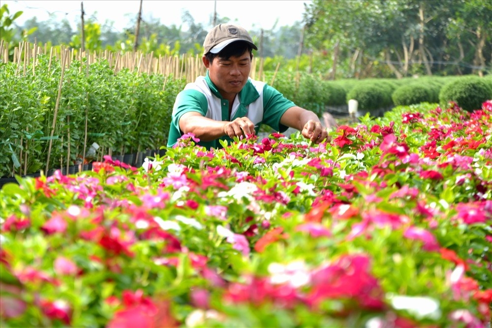 Các HTX đang ở những khâu chuẩn bị cuối cùng để hoàn thiện cảnh quan, dịch vụ phục vụ khách dịp Tết Nguyên đán.